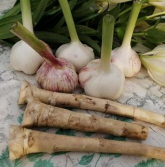 Horseradish agus gairleog i gcoinne Lamblia