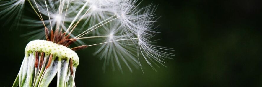dandelion i gcoinne péisteanna