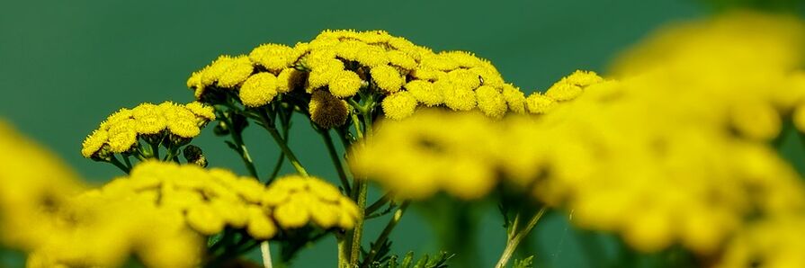 tansy i gcoinne péisteanna