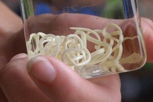 paraisítí ó chorp an duine