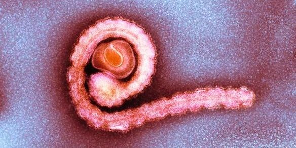 péist ribíní dwarf i gcorp an duine