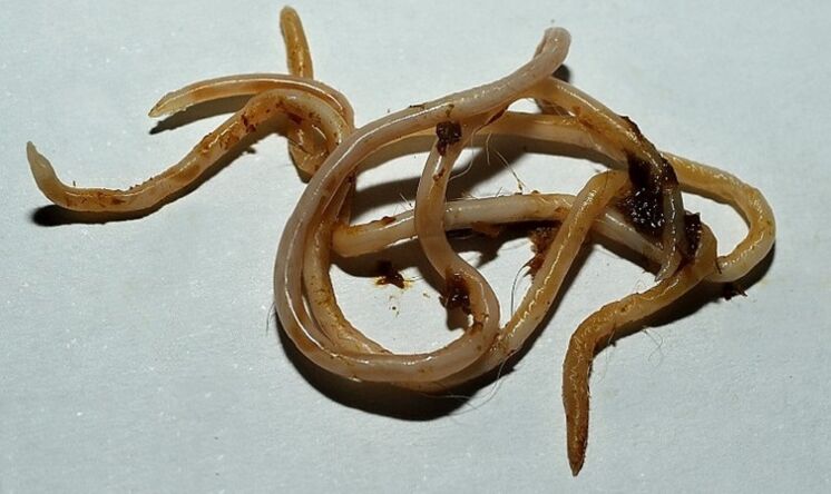 tocsacara ón gcorp daonna